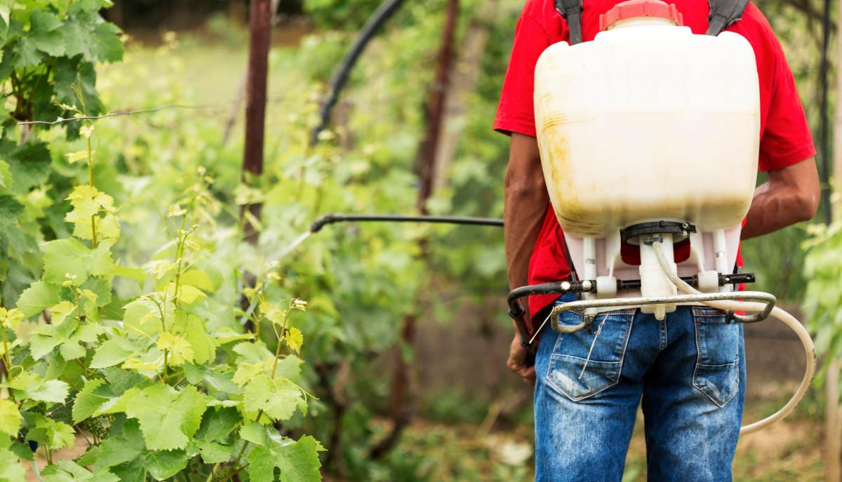 Borrifando adubo foliar